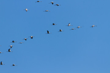Crane on the sky