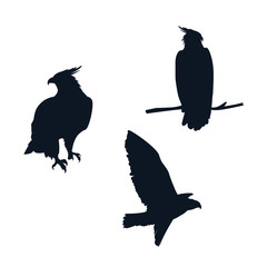 hawks birds silhouettes with different poses