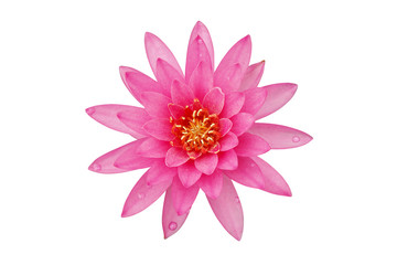 Blooming Pink Water Lily Flower Isolated on White Background