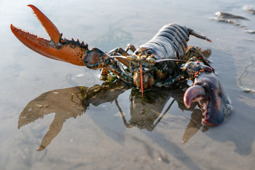 Lobster shooting in its natural environment.