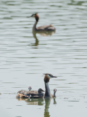 Three young duckers