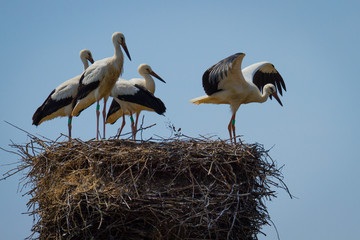 Stork family in nest