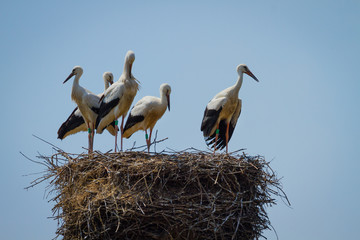 Stork family in nest