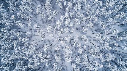 Aerial view of snow-covered tops of pines. Top view