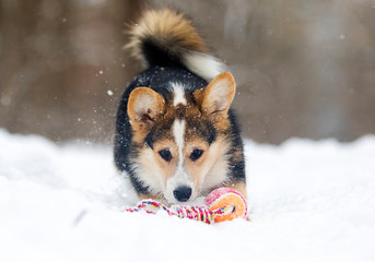 corgi puppy in the snow