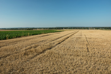 Obraz premium Mowed field - stubble, horizon and cloudless sky