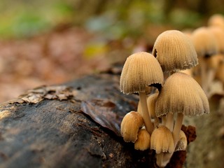 Pilze