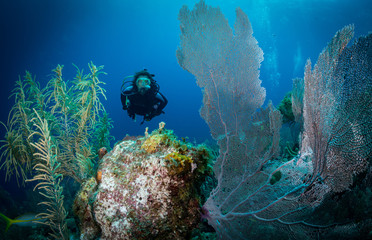 Woman diver among Gorgonian fan corals, east coast of Bonaire, Netherlands Antilles