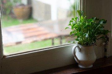 tree vase is placed in the window