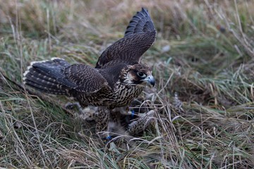 Falcon with his prey