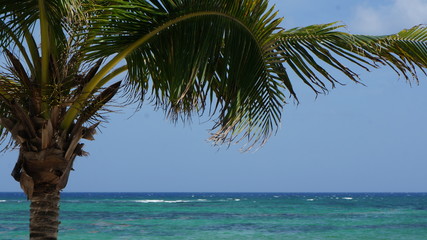 Akumal, Mexico Summer / Palm trees and a beautiful beach.