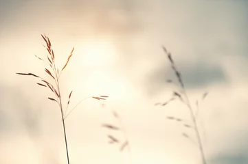 Wilde Gräser in einem Feld bei Sonnenuntergang. Geringe Schärfentiefe, Vintage-Filter © smallredgirl