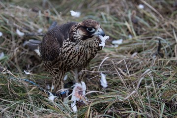 Falcon with his prey