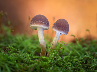 Zwei kleine Pilze stehen im Moos.