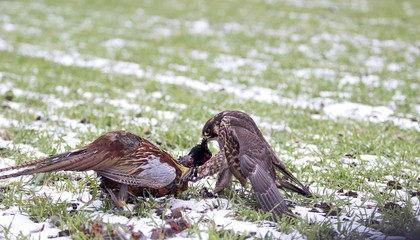 falcon eating pheasant