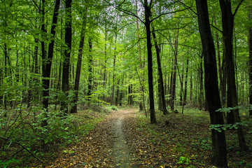 Path through deciduous forest and fallen leaves