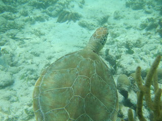 Obraz premium Akumal,Mexico Summer/Undrewater Sea Turtle.