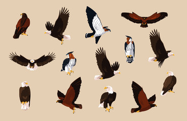 hawks and eagles birds with different poses