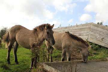 two konik horses grazing in the open field in the forest macro © Angelique