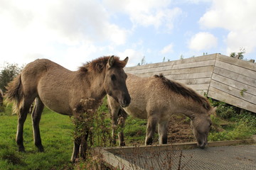 two konik horses grazing in the open field in the forest macro