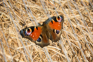European peacock butterfly sitting on a bale of hay