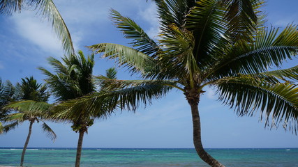 Akumal, Mexico Summer / Palm trees and a beautiful beach.