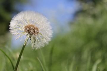 a beautiful fluffy dandelion with a blue and green background