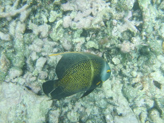 French Angelfish