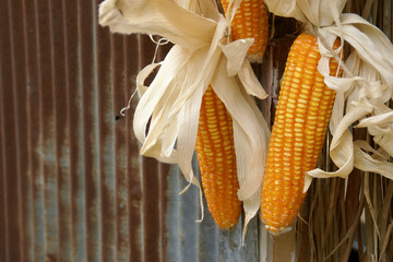 Dry Corn on the Cob with Rustic Corrugated Iron Sheet Background