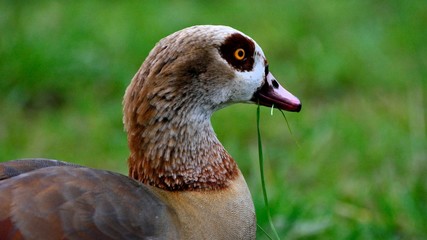 Nilgans