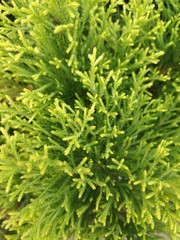 background of green leaves