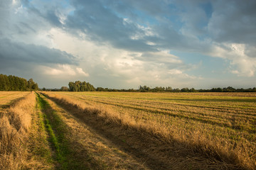 Road through a mowed field, trees on the horizon and evening sky