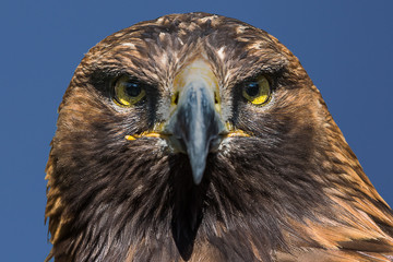 Eagle, king of the sky
