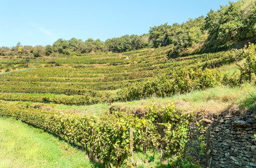 Fototapeta na wymiar Vineyards in languedoc in france in sunny day