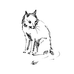 Hand drawn sitting cat. Cat sits back. Sketch, vector illustration 