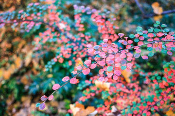 Bench of autumn red leaves background