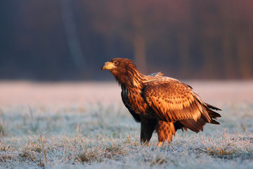 White tailed eagle (Haliaeetus albicilla) in winter