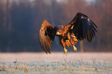 White tailed eagle (Haliaeetus albicilla) in winter