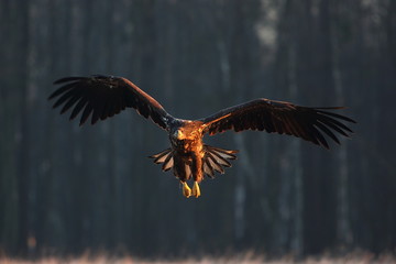 White tailed eagle (Haliaeetus albicilla) in winter