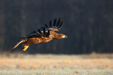 White tailed eagle (Haliaeetus albicilla) in winter