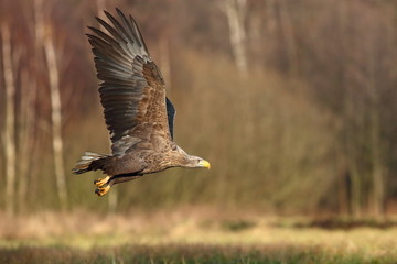White tailed eagle (Haliaeetus albicilla) in winter