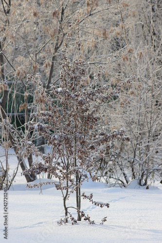 Winter Snow Nature Frost Tree Cold Ice Branch White