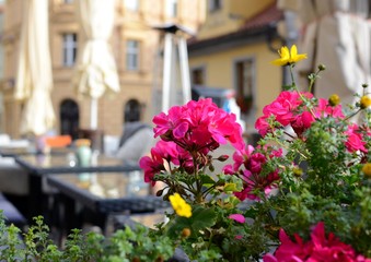 Fototapeta na wymiar Colorful geranium on the summer terrace of a restaurant, Prague, Czech Republic