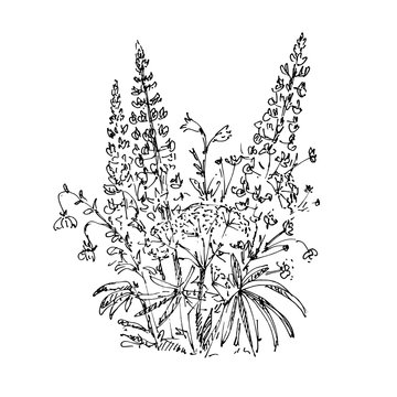 Hand drawn lupine flowers. Summer bouquet with wild flowers. Sketch, vector illustration.