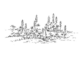 Hand drawn lupine flowers. Summer bouquet with wild flowers. Sketch, vector illustration.