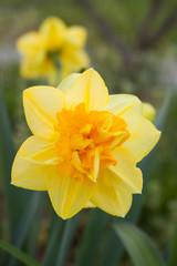 Yellow orange daffodil