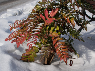 green plant frost-resistant under fresh snow