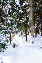 Trail way in the snow covered russian forest