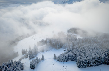 Frosty Pines