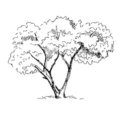 Hand drawn tree. Vector illustration.